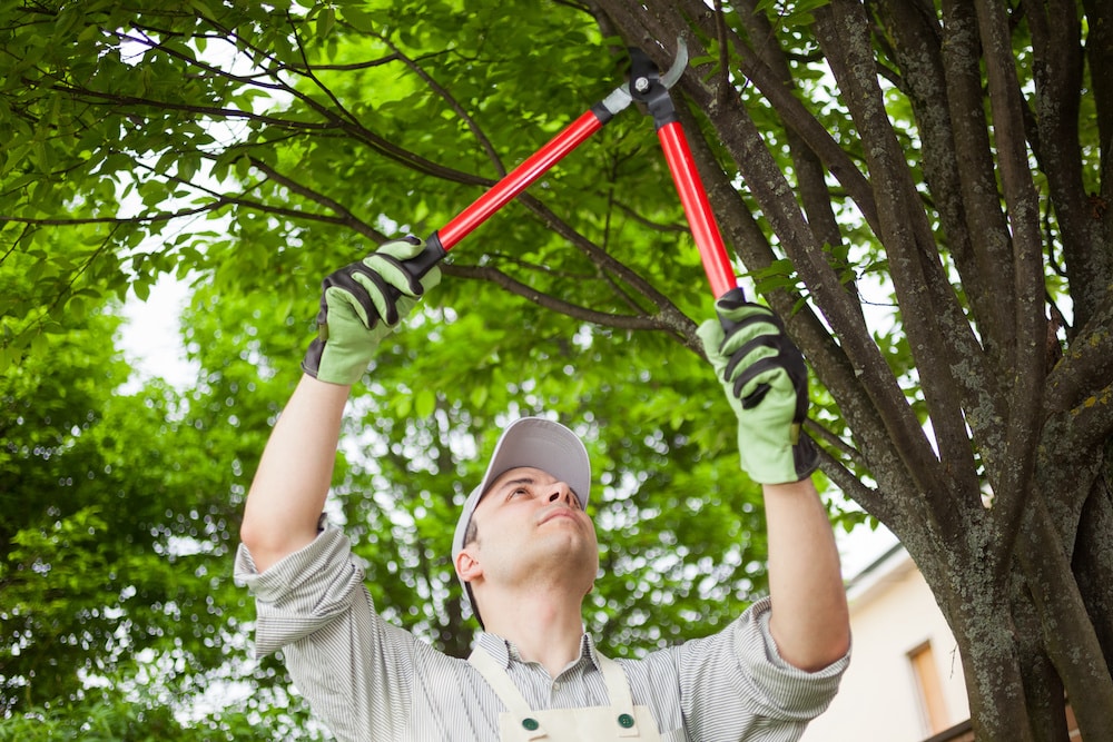 Tree Services Top Rated