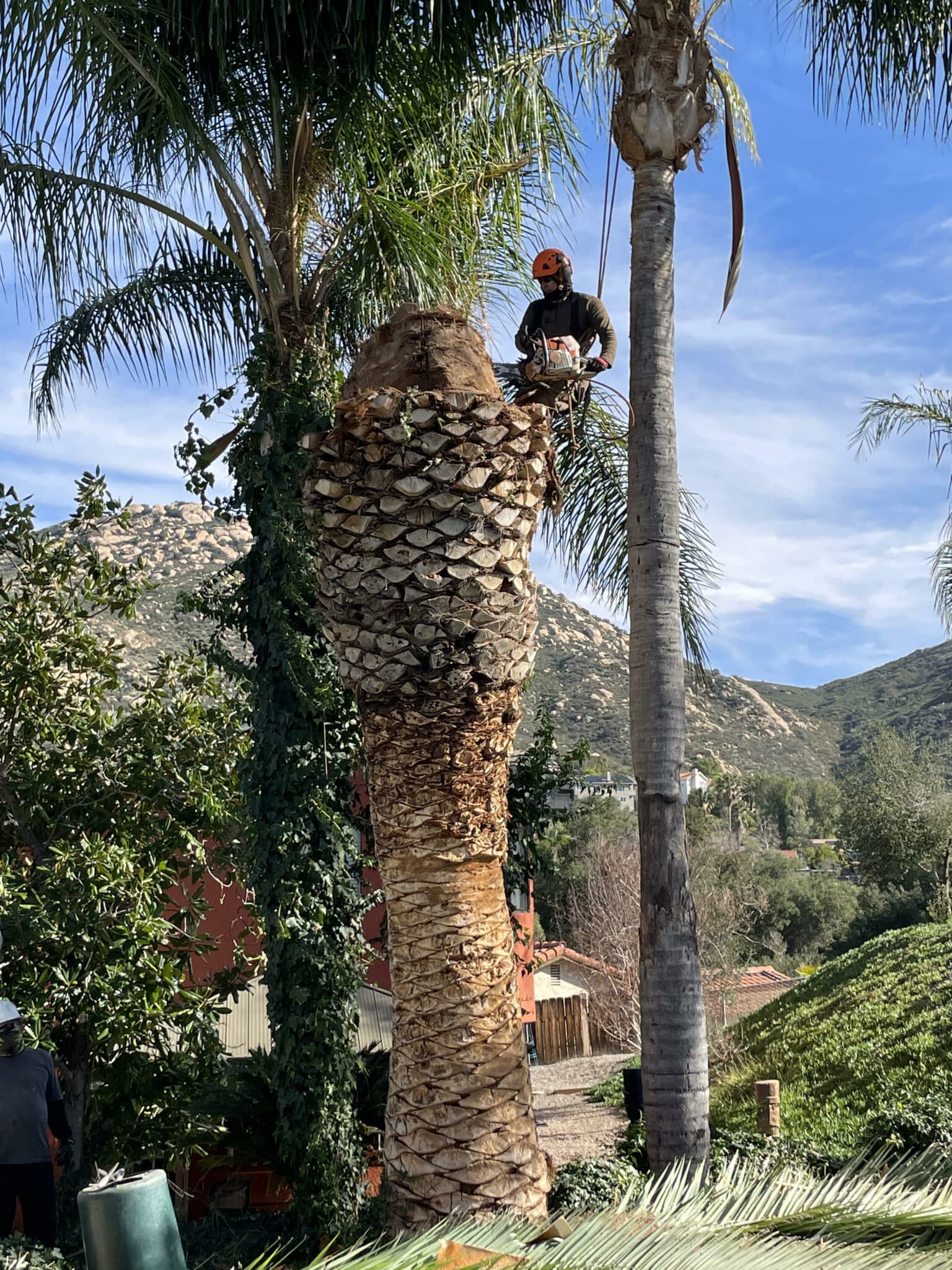 Palm Tree Removal