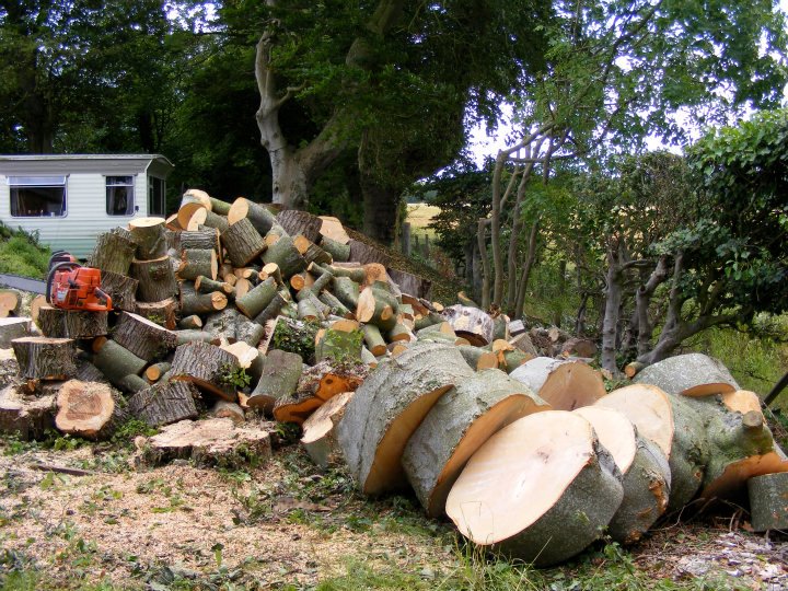 Tree and Stump Removal Services
