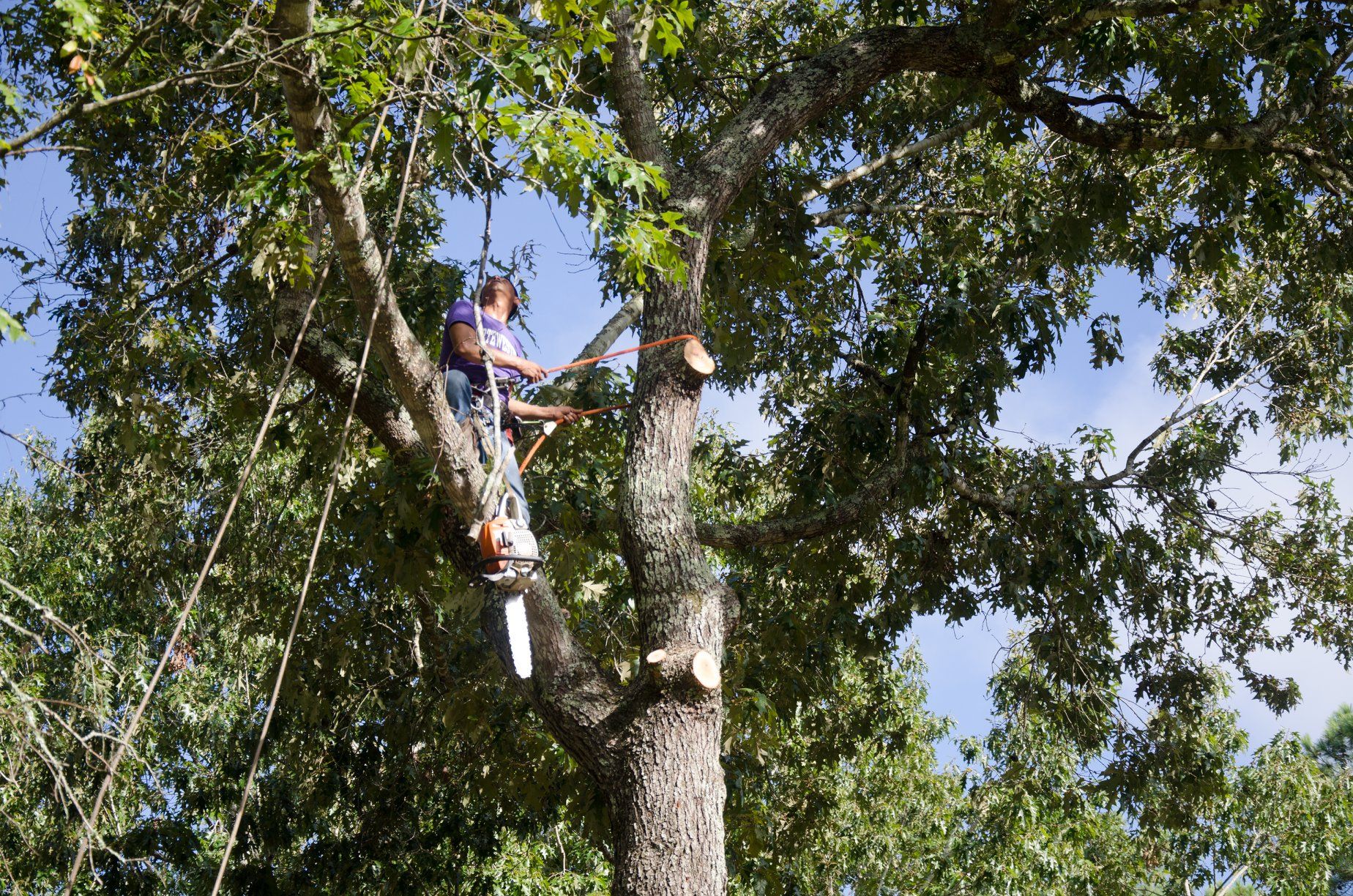 Tree Branch Removal Service