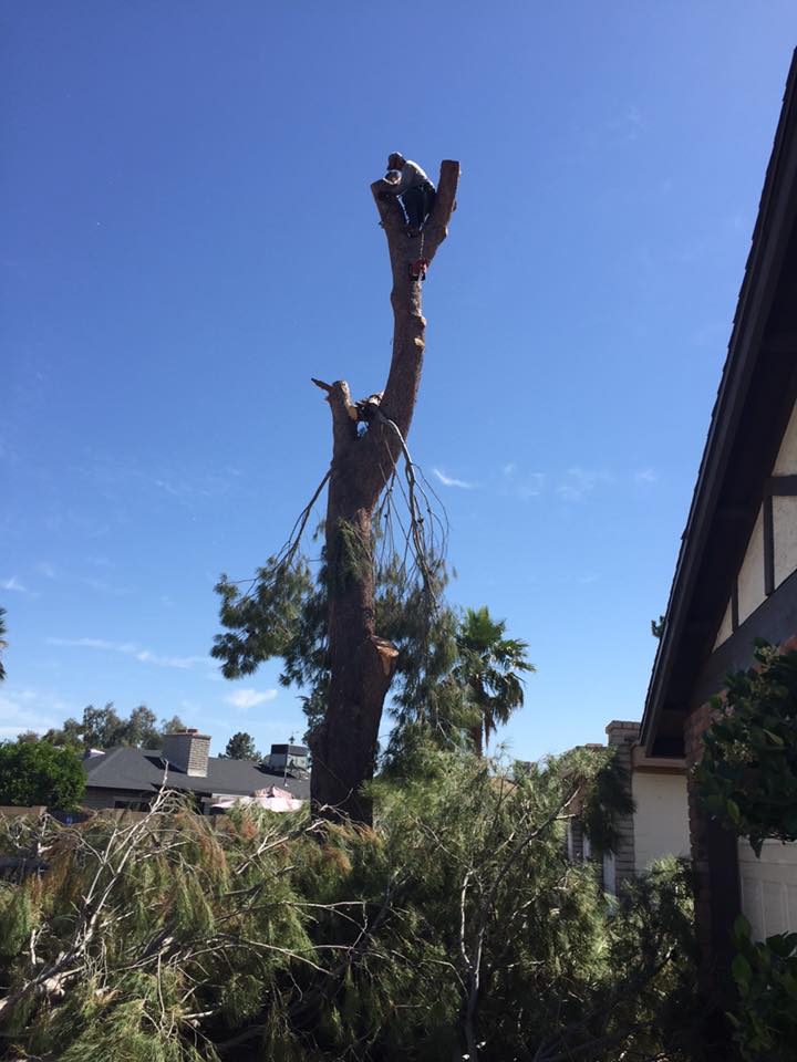 Tree Removal on Going