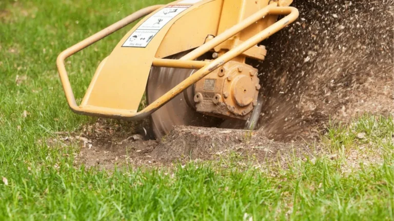 A specialized stump grinding tool breaks down the tree stump.