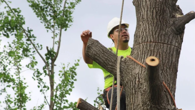professional trimming tree
