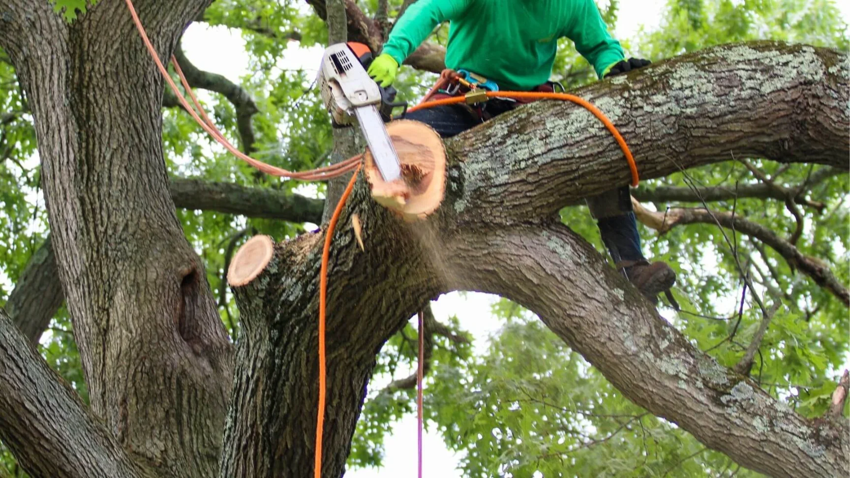 professional trimming tree with equipment