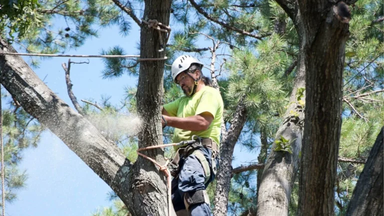 professional in yellow shirt trimming tree