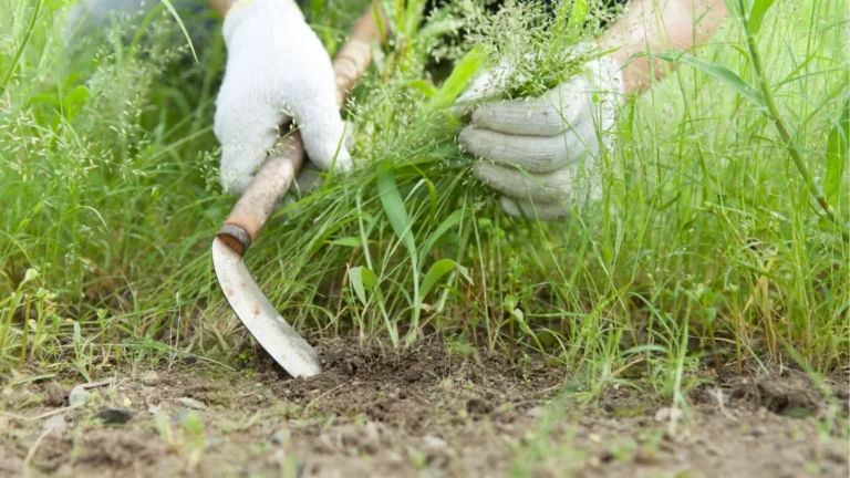 professional using small hand tool to remove weeds