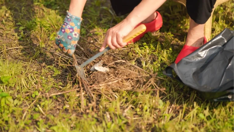 professional using tools to remove weeds from a yard