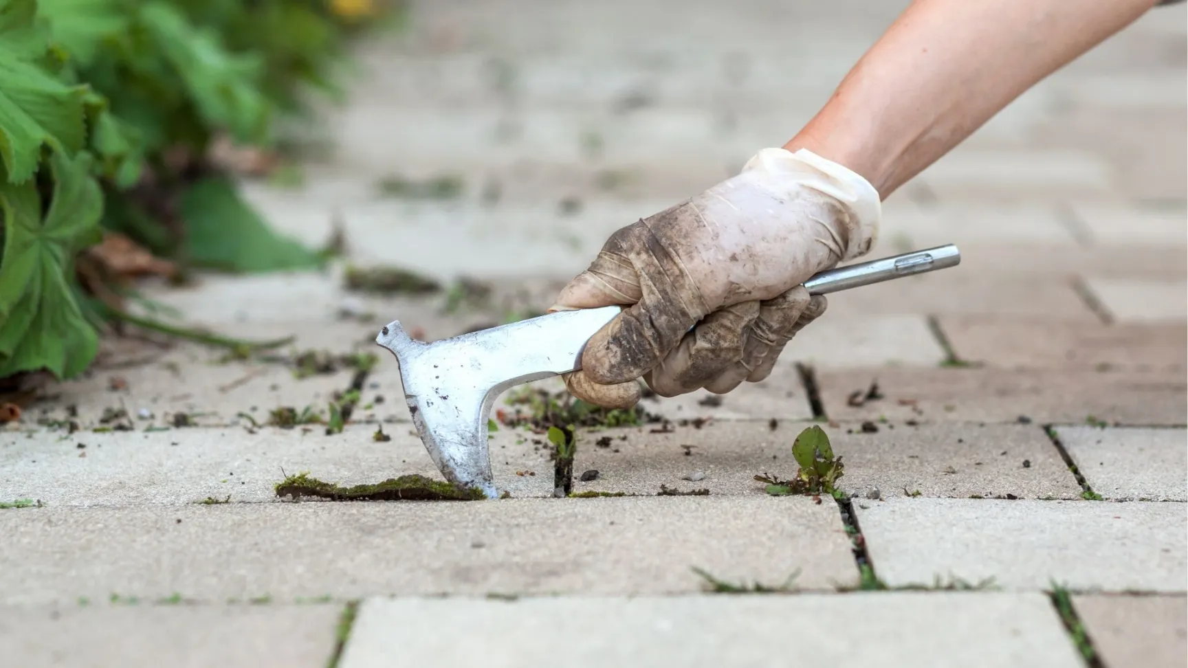 professional using tool to pull weed between pavers