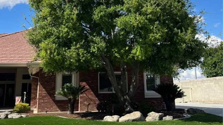 Mature shade tree beside a single-storey home