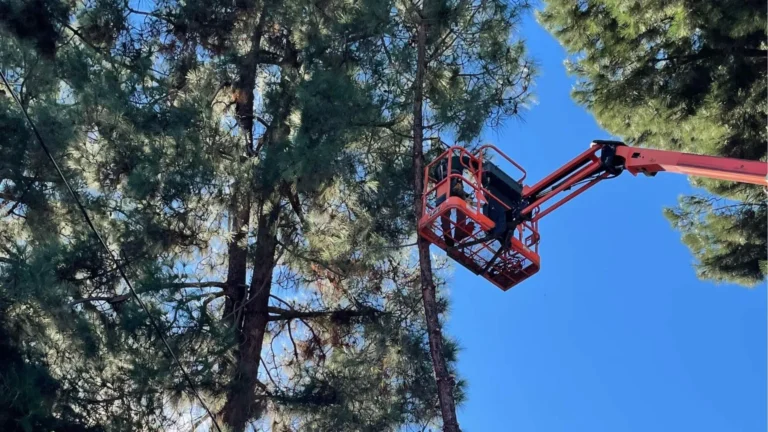 Bucket lift raised into tall pines against a clear sky