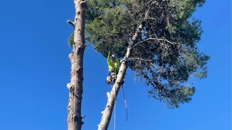 An arborist is secured by ropes during tree trimming.