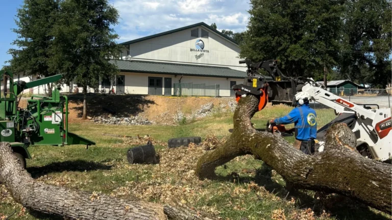 Felled trunk being cleared from a property with a skid steer