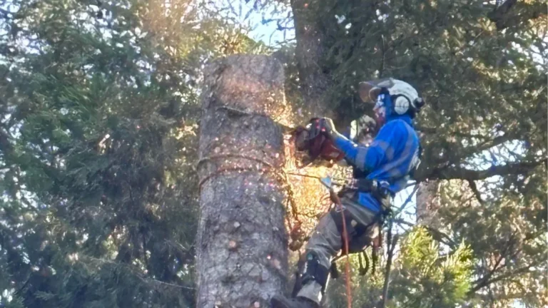 A tree removal expert uses a chainsaw to cut the trunk of a tree.