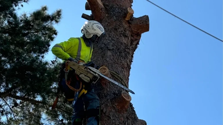 Tree of Righteousness climber sectioning a tall pine trunk near overhead lines