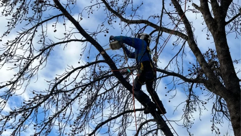 A skilled arborist removes upper tree branches during a tree trimming operation.